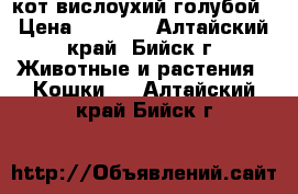 кот вислоухий голубой › Цена ­ 1 500 - Алтайский край, Бийск г. Животные и растения » Кошки   . Алтайский край,Бийск г.